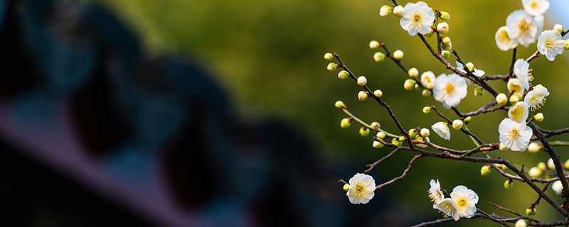 梅花泪的寓意和象征 梅花泪的寓意是什么