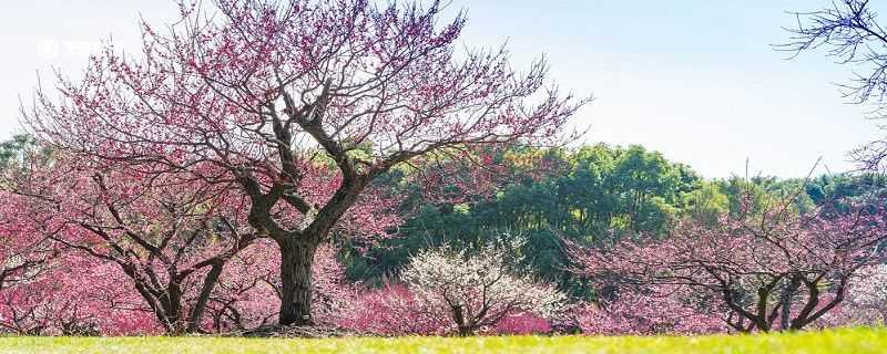 大庆市春季赏花去哪里