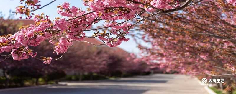 扬州市春季赏花去哪里