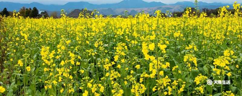 呼伦贝尔春季赏花去哪里