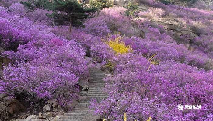 四平市春季赏花去哪里