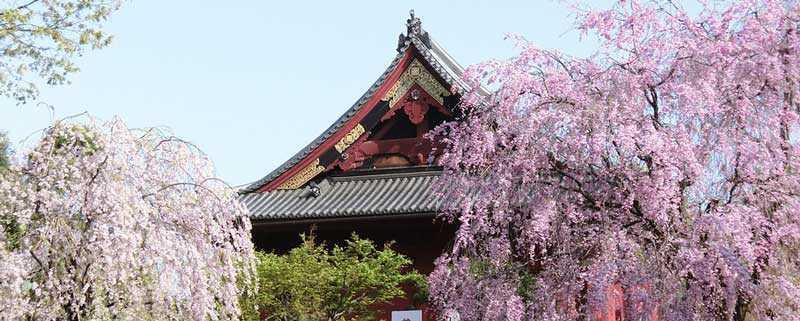 东京上野公园要门票吗 上野公园需要买票吗