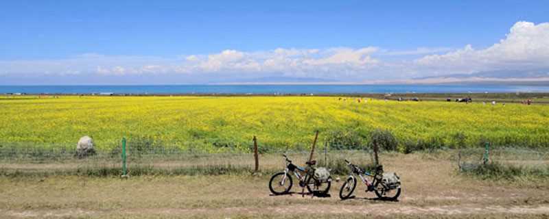 青海湖油菜花什么时候开 青海湖油菜花几月份开