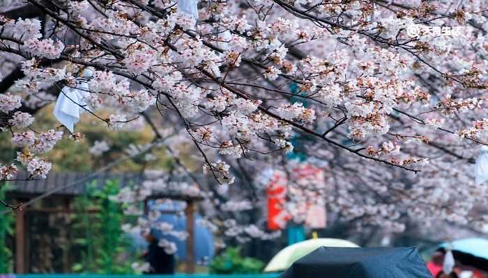 本溪市春季赏花去哪里