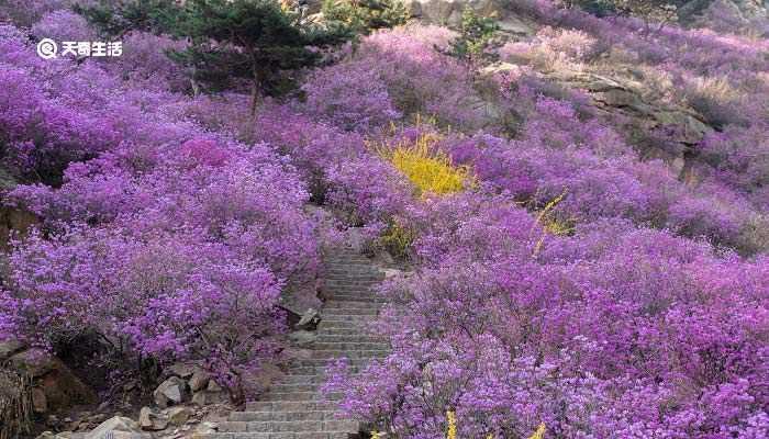 宝鸡市春季赏花去哪里