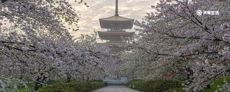 大理市春季赏花去哪里