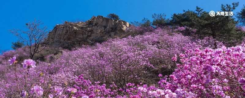 郴州市春季赏花去哪里