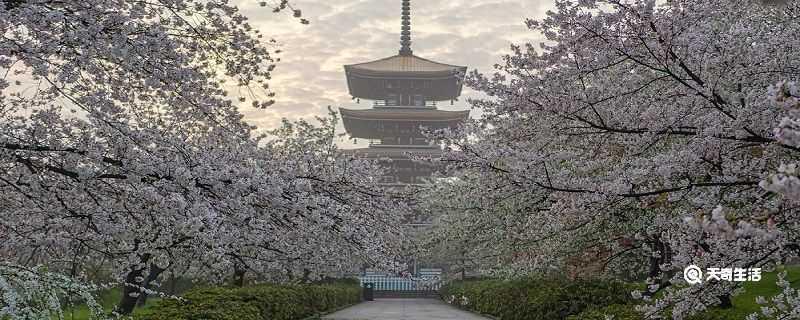 安顺市春季赏花去哪里 推荐安顺春季赏花旅游景点