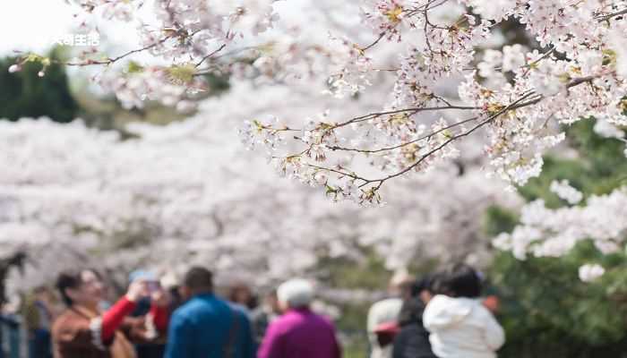 安顺市春季赏花去哪里