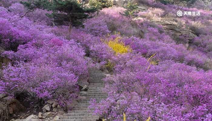 贺州市春季赏花去哪里