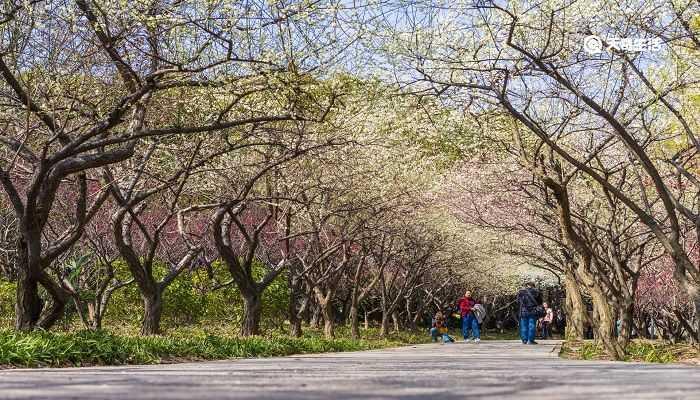 榆林市春季赏花去哪里