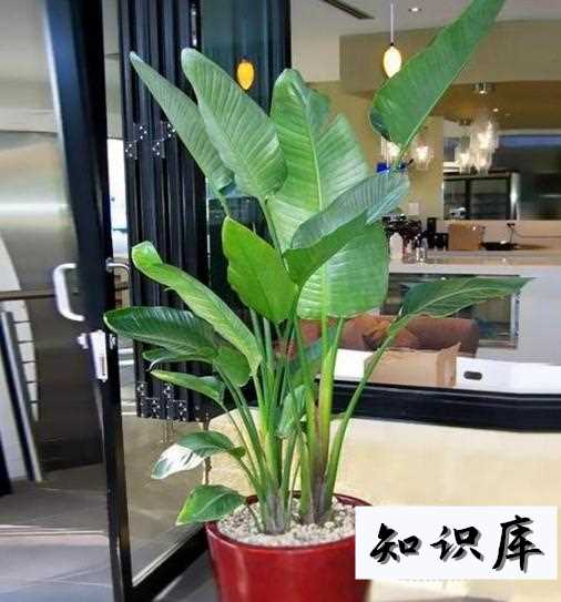 天堂鸟植物怎么养 天堂鸟植物怎么养浇水