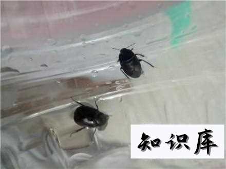 怎么去除房间里的臭虫 房间臭虫怎样彻底清除