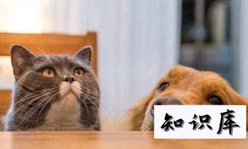 如何让家里的猫和狗和谐相处 家里狗和猫不能和平相处怎么做