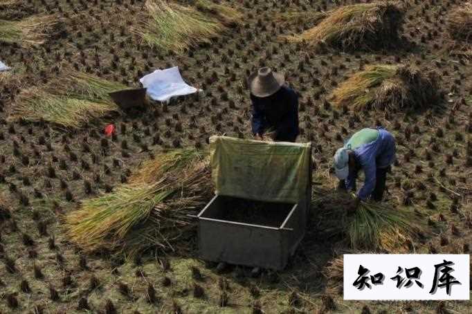 秋收如何收谷子 谷子收获季节