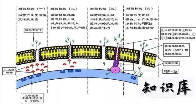 滥用抗生素为什么会引起细菌耐药 抗生素的滥用导致细菌产生耐药性