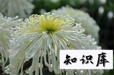 菊花生虫子怎么办 菊花有虫子怎么办