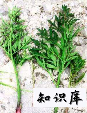 误食哪些野菜会引起中毒中毒了怎么办 吃野菜中毒了用什么办法解毒