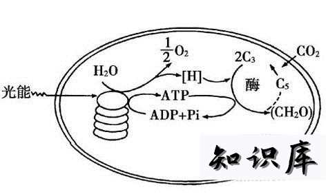 绿色植物光合作用的必备条件 什么是绿色植物进行光合作用的必要条件