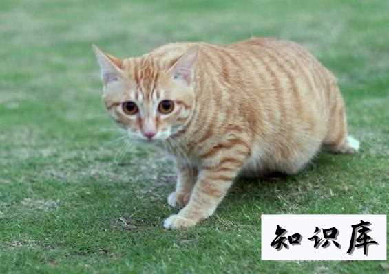 家里的母猫乱撒尿该怎么办 猫在家里乱撒尿是怎么回事