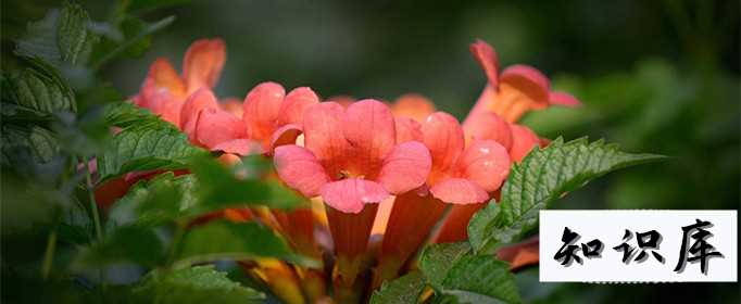 凌霄花为什么叫堕胎花 凌霄花百度百科