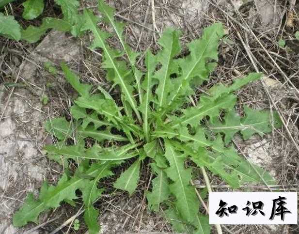 春天能吃的野菜大全 春季常吃的野菜