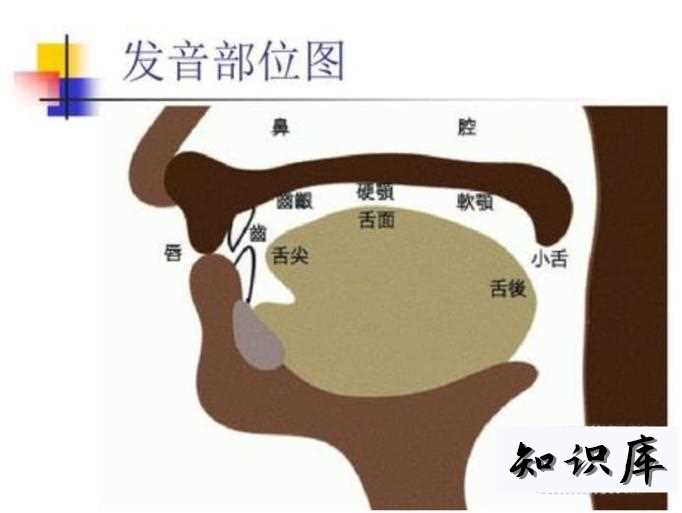 如何训练磁性声音，怎样使自己说话声音好听 怎样练磁性的声音