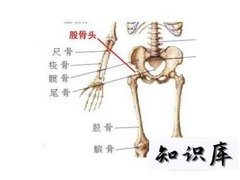 股骨头在人体的哪个位置及作用 人体的股骨在哪里