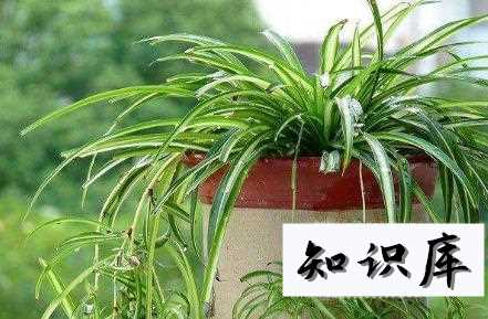 10种适合室内种植的喜阴植物，给家里养两盆吧！ 好养喜阴的室内植物