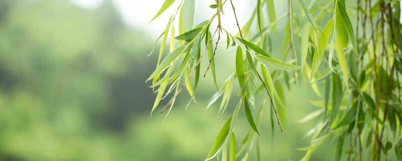 柳树几月发芽 柳树什么季节发芽