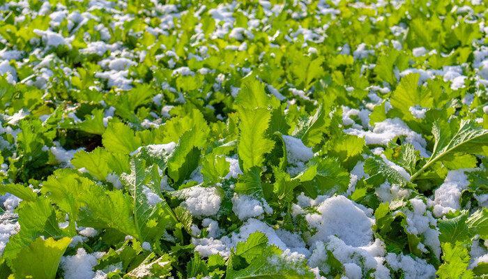 雪里蕻的种植方法和时间 雪里蕻的种植方法以及时间