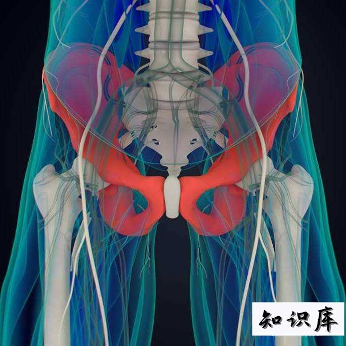 髋关节在哪个部位 髋关节在哪个部位图片真人