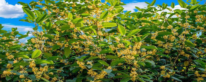 12月可以移栽桂花树吗 桂花树12月份移栽要多少天成活