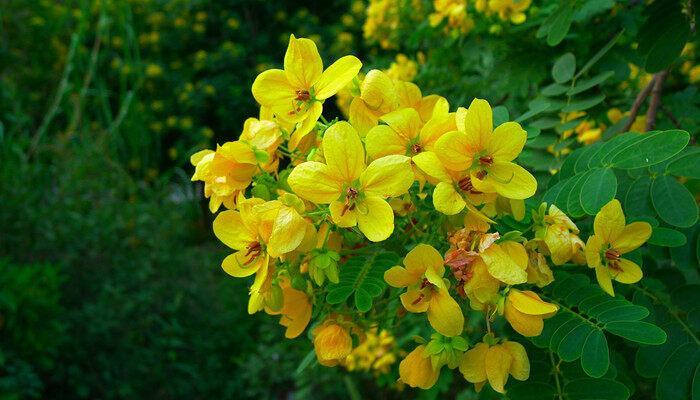 空调水可以浇花吗? 空调水能浇花吗?