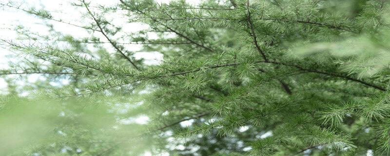 金色冰墩墩装饰花环是什么花 金色冰墩墩的装饰花环是什么植物