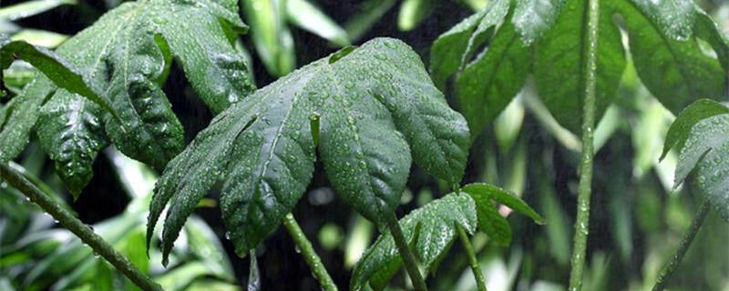 不怕冷的室内植物盆栽 不怕冷的植物室内植物