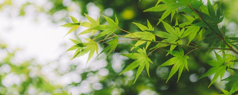 被子植物有哪些 被子植物有哪些特征