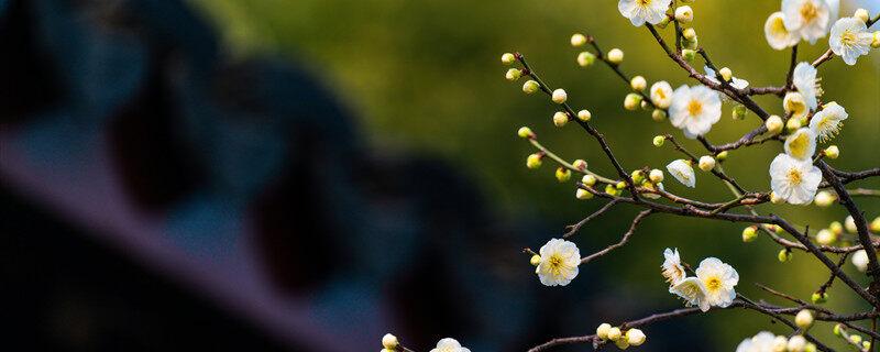 冬天什么花开 冬天有哪些花开