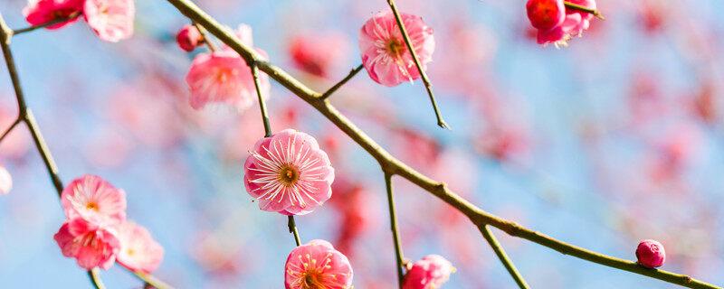 梅花是什么季节开放的 梅花开花的季节