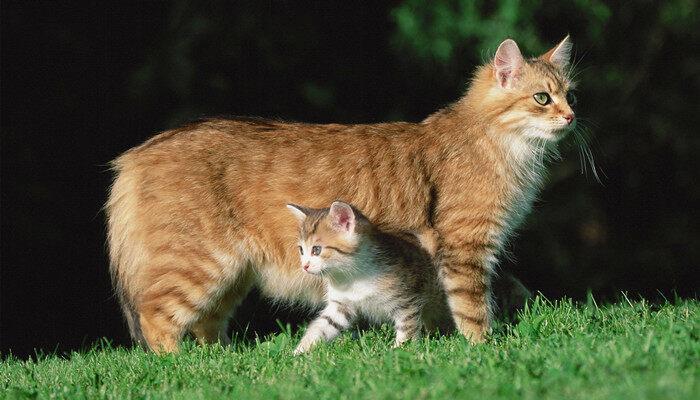 普通的草可以代替猫草吗 猫草可以用普通的草代替吗