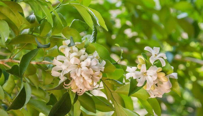 茉莉花叶子发黄皱皱巴巴怎么回事 茉莉花叶子发黄皱皱巴巴是怎么回事