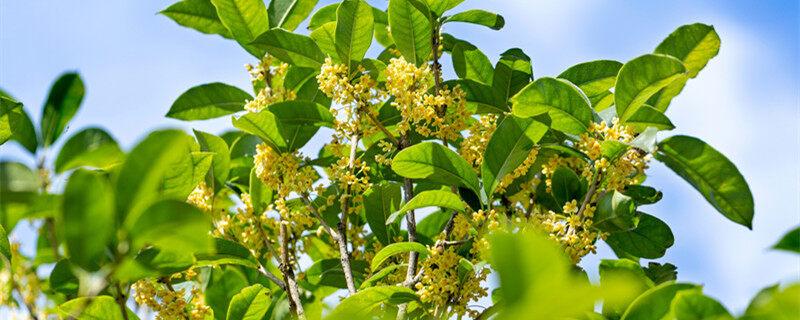 杭州的市花是什么花 杭州市花是桂花吗