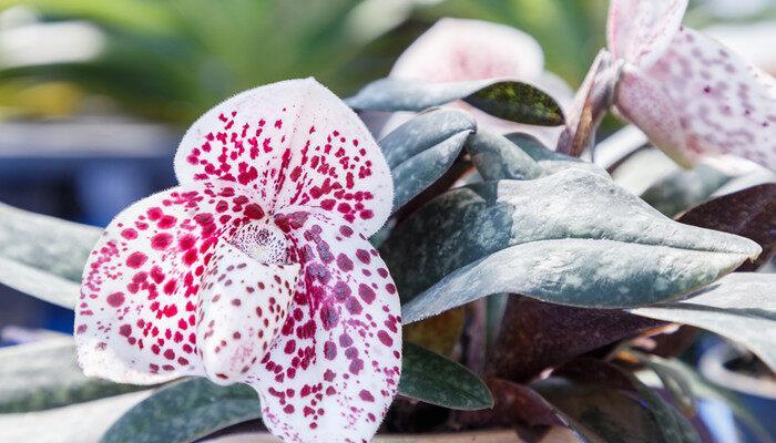 兰花植料怎样消毒杀菌 兰花植料如何消毒杀菌