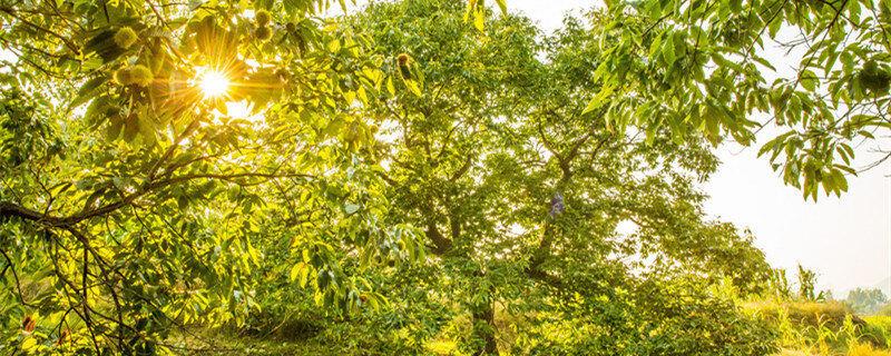 栗子树适合哪里种植 栗子树适合种植在什么地方