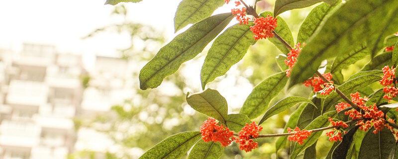 桂花树秋季施肥时间和方法 桂花树秋季施肥时间以及方法