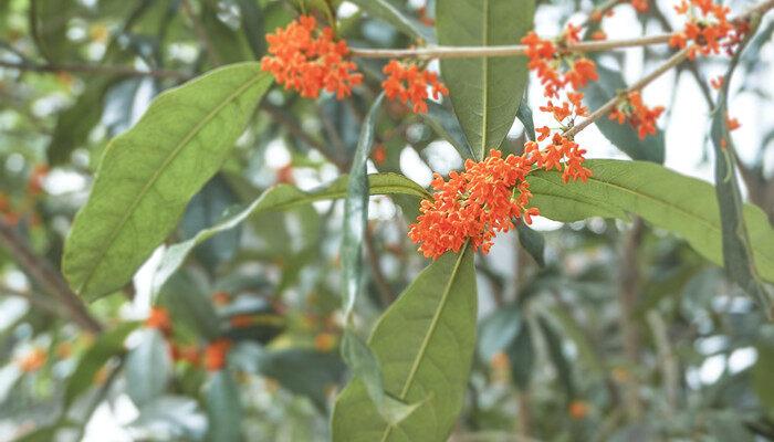 红色的桂花叫什么 红色的桂花是什么品种