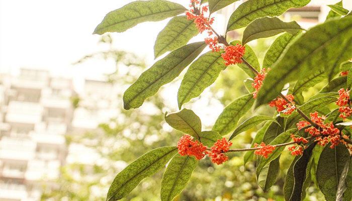 红色的桂花叫什么 红色的桂花是什么品种