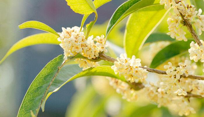 八月桂花一年开几次花 八月桂花一年开几次