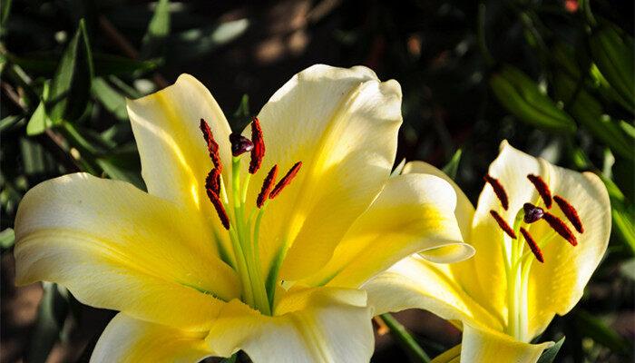 百合花有几种颜色? 百合花有多少种颜色?