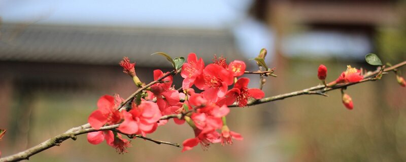 梅花的生长特性 梅花的生长特点